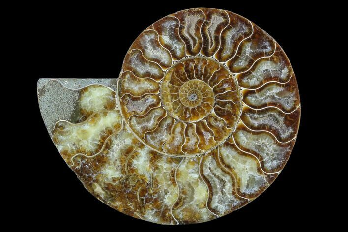 Agatized Ammonite Fossil (Half) - Madagascar #88177